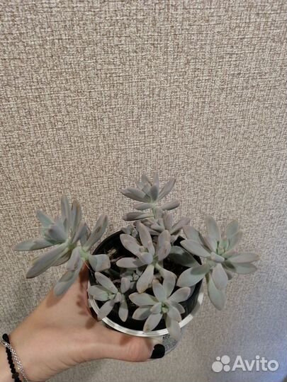 Кактусы и суккуленты