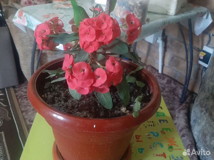 Молочай миля