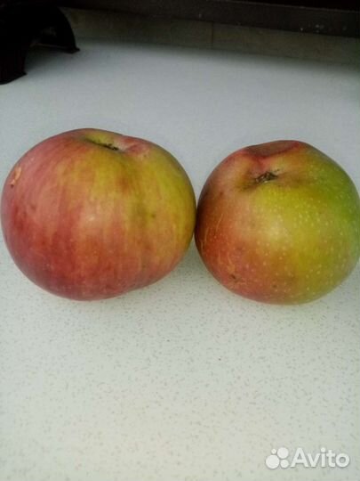 Яблоня Лимонка, Груша деревья