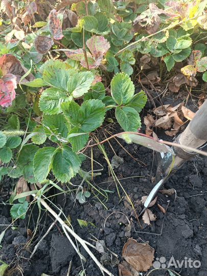 Малина Клубника Ежевика