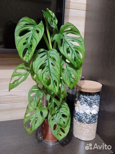 Монстера адансона (манки)