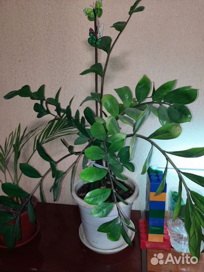 Замиокулькас