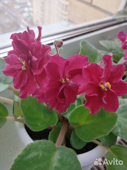 Сортовые фиалки