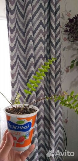 Папоротник