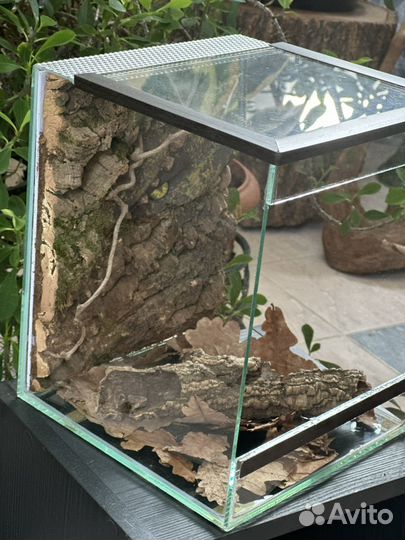 Террариум, паучатник для паука