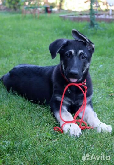 Щенки девочки вео от племенного питомника