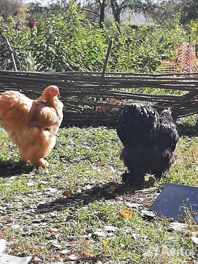 Петухи кохинхина