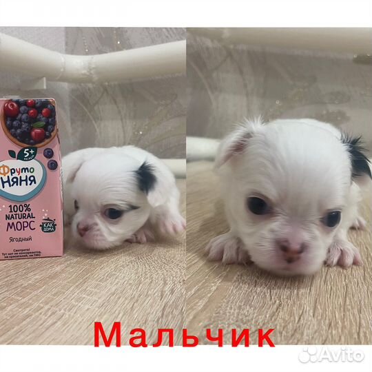 Щенки чихуахуа мини