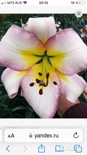 Лилии крупные цветущие