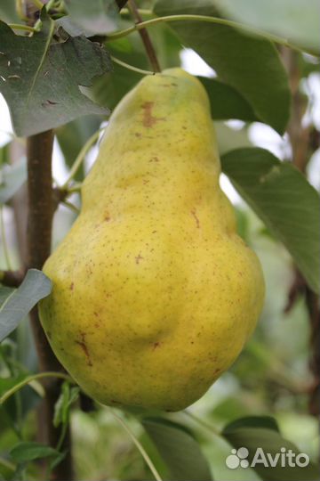 Саженцы яблони.груши.сливы малины.абрикосов и др