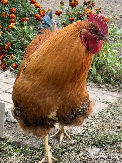 Кучинские юбилейные