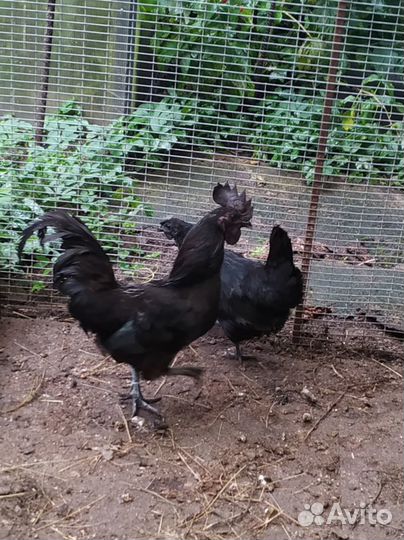 Петухи Ухейилюй иЛакеданзи