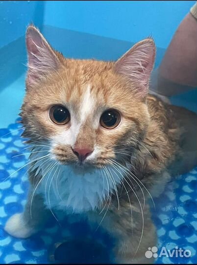 Чудо очень старается быть как все и стать домашним