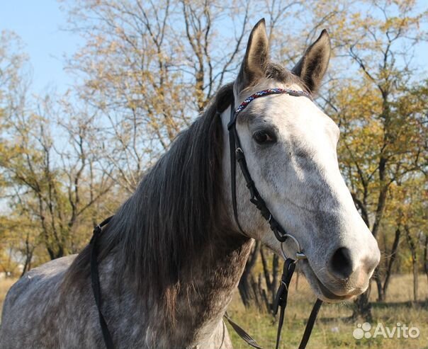 Налобник для лошади