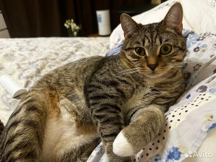 Европейская