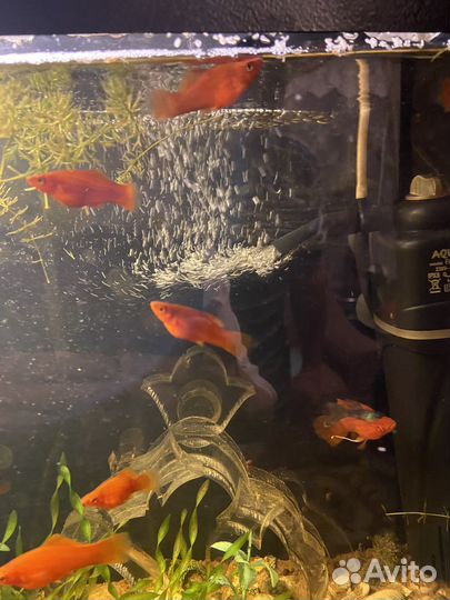 Аквариумные рыбки меченосцы