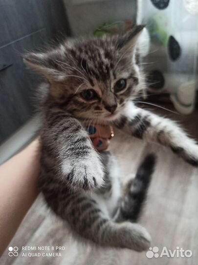 Шотландская вислоухая кошка в добрые руки