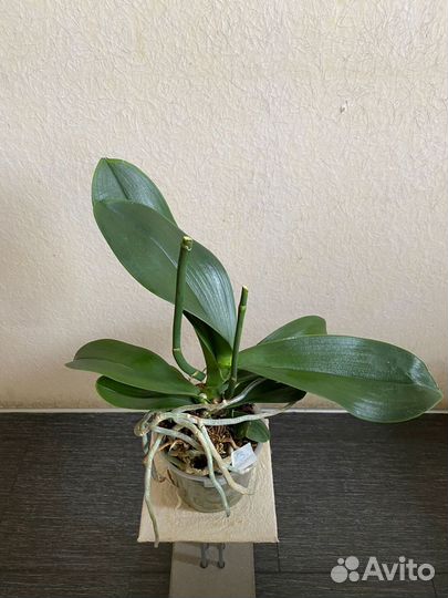 Орхидея фаленопсис