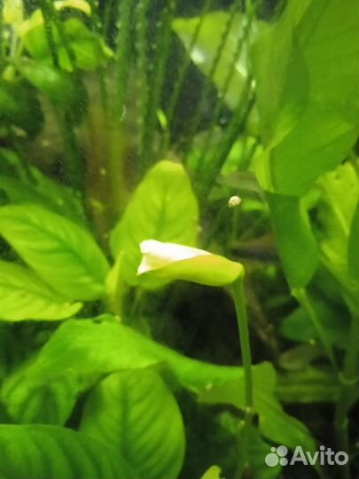 Папоротники и Анубиас