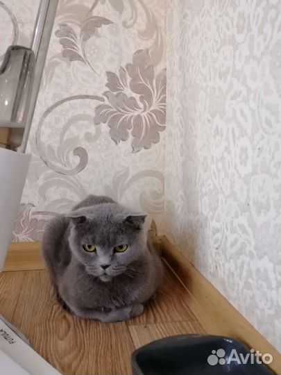 Шотландская вислоухая кошка бесплатно