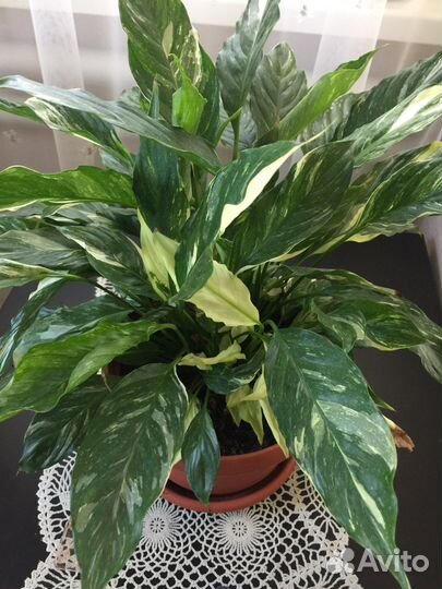 Спатифиллум Домино вариегатный