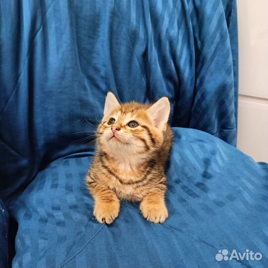 Курильский бобтейл