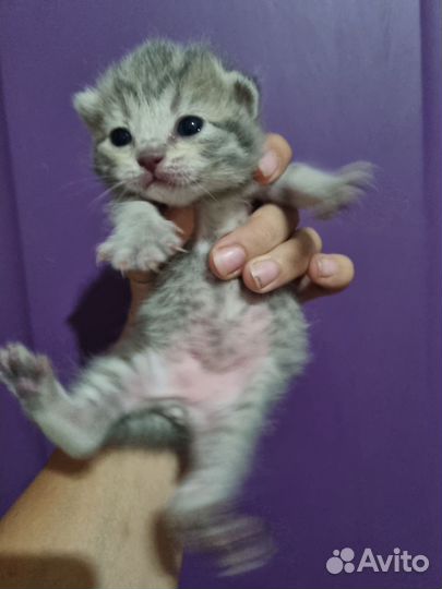 Котята смесь британской сер бристой и вислоухого