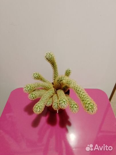 Кактусы и суккуленты