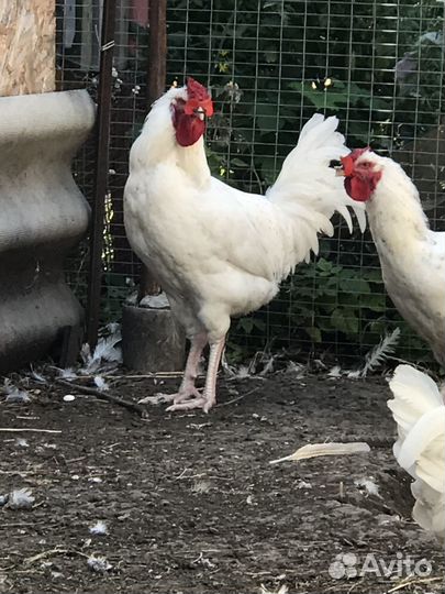 Петухи Пушкинской породы