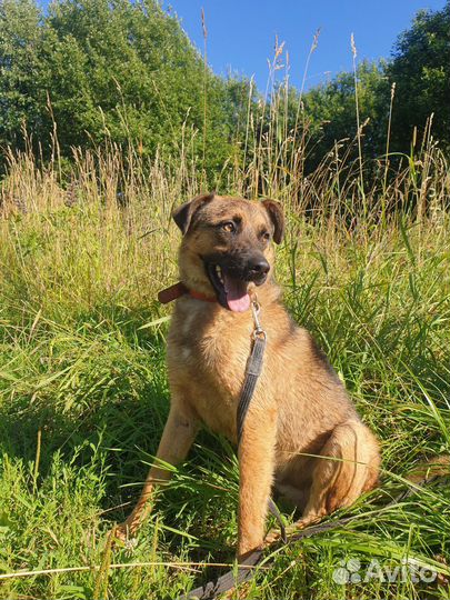 Собака Рони