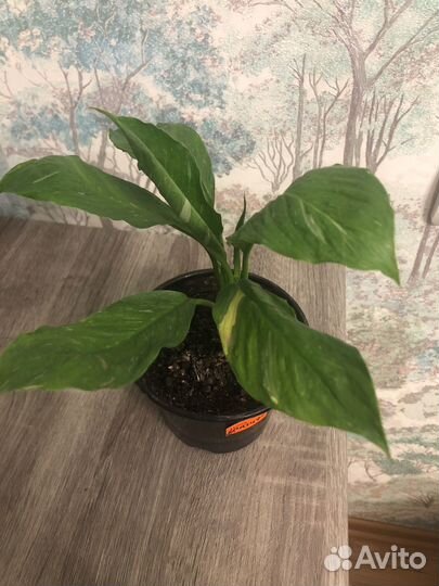 Комнатные цветы