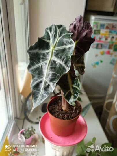 Аллоказия полли