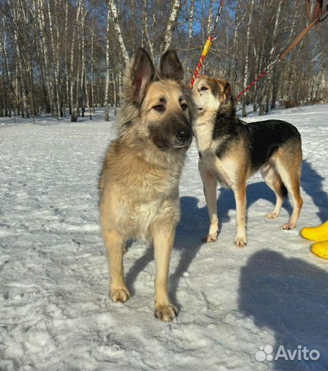 Породистый но не нужный