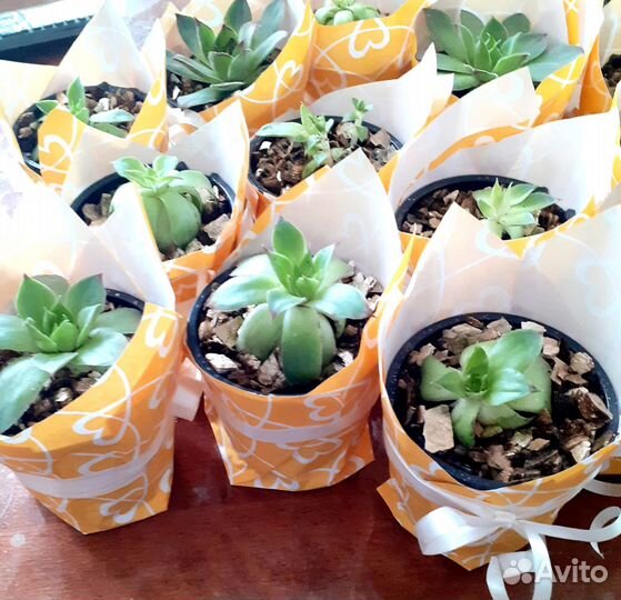 Продам цветы комнатные