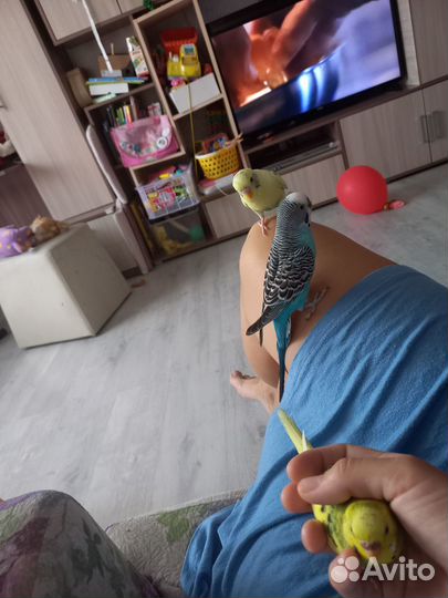 Передержка домашних грызунов/птиц