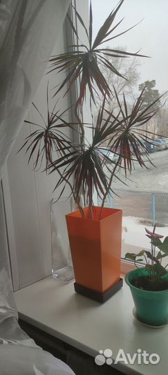 Пальма драцена