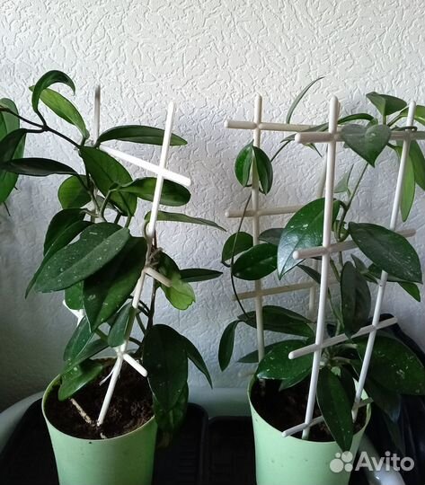 Предлагаю черенки комнатных растений