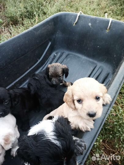 Щенки спаниеля
