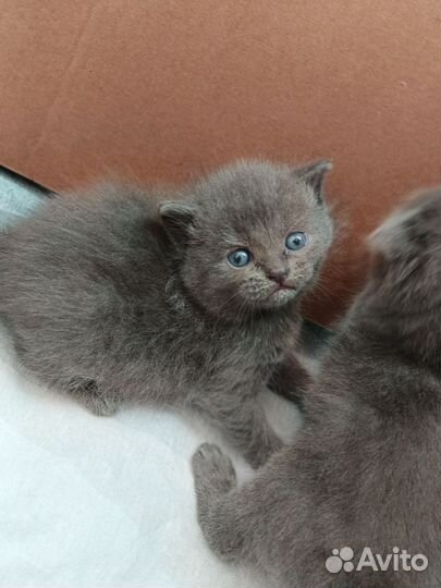 Шотландские котята