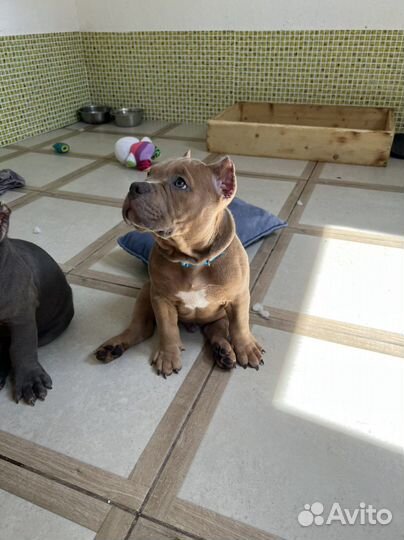 Щенки американского булли