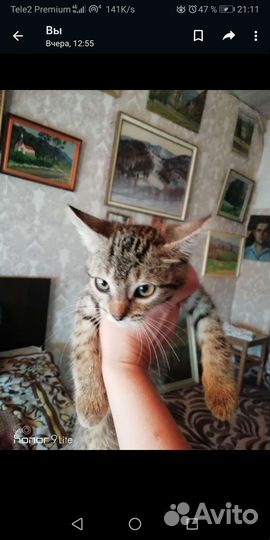 Европейская кошка