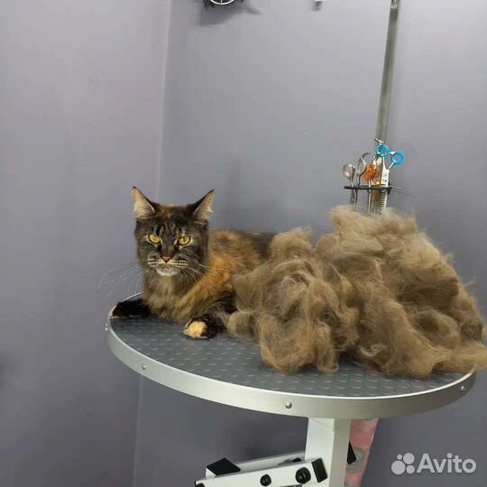 Стрижки и уход за домашними животными