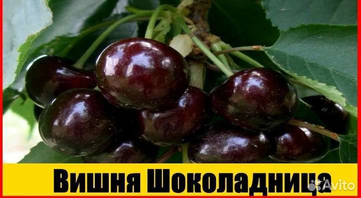 Вишня Шоколадница