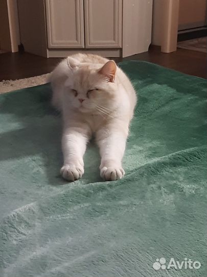 Отдам котика