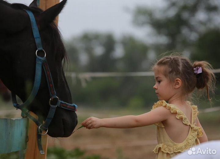 Конные прогулки, фотосессии