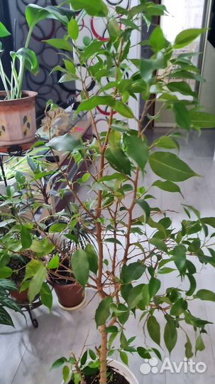 Отросток фикус а Бенджамина