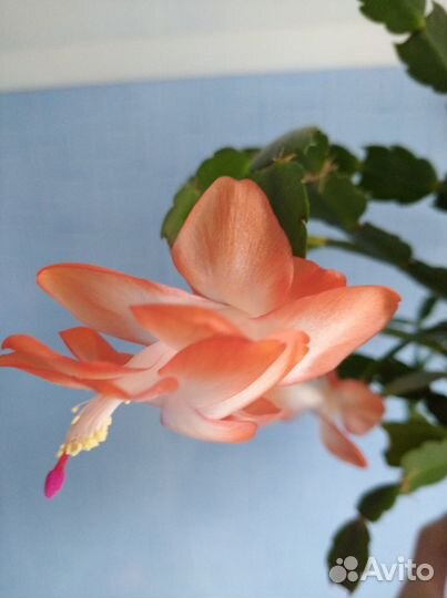 Декабрист шлюмбергера