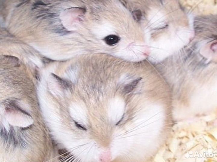 Сирийский хомяк