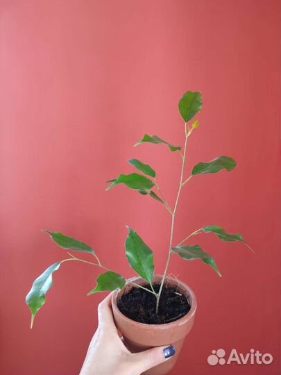 Фикус Бенджамина