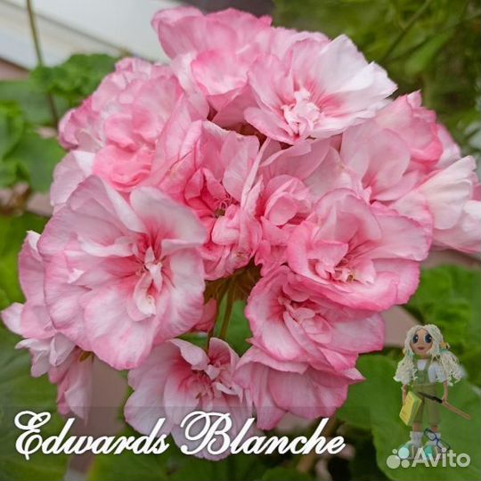 Пеларгония Dung geul Dung geul miso